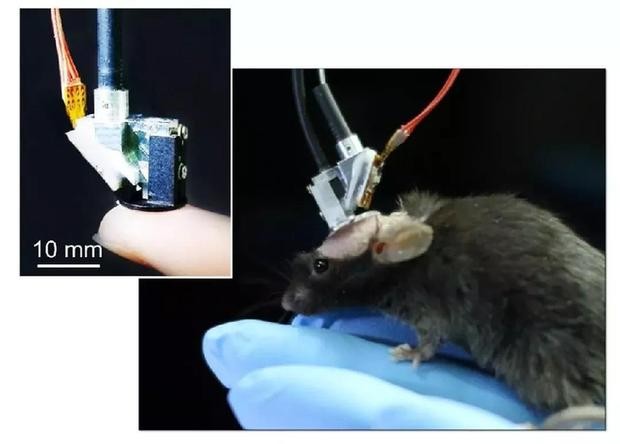 超快光纖激光助力微型雙光子顯微成像係統研究 超快光纖激光助力微型雙光子顯微成像係統研究