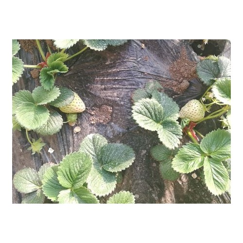 七台河草莓種苗價格-高品質草莓種苗推薦