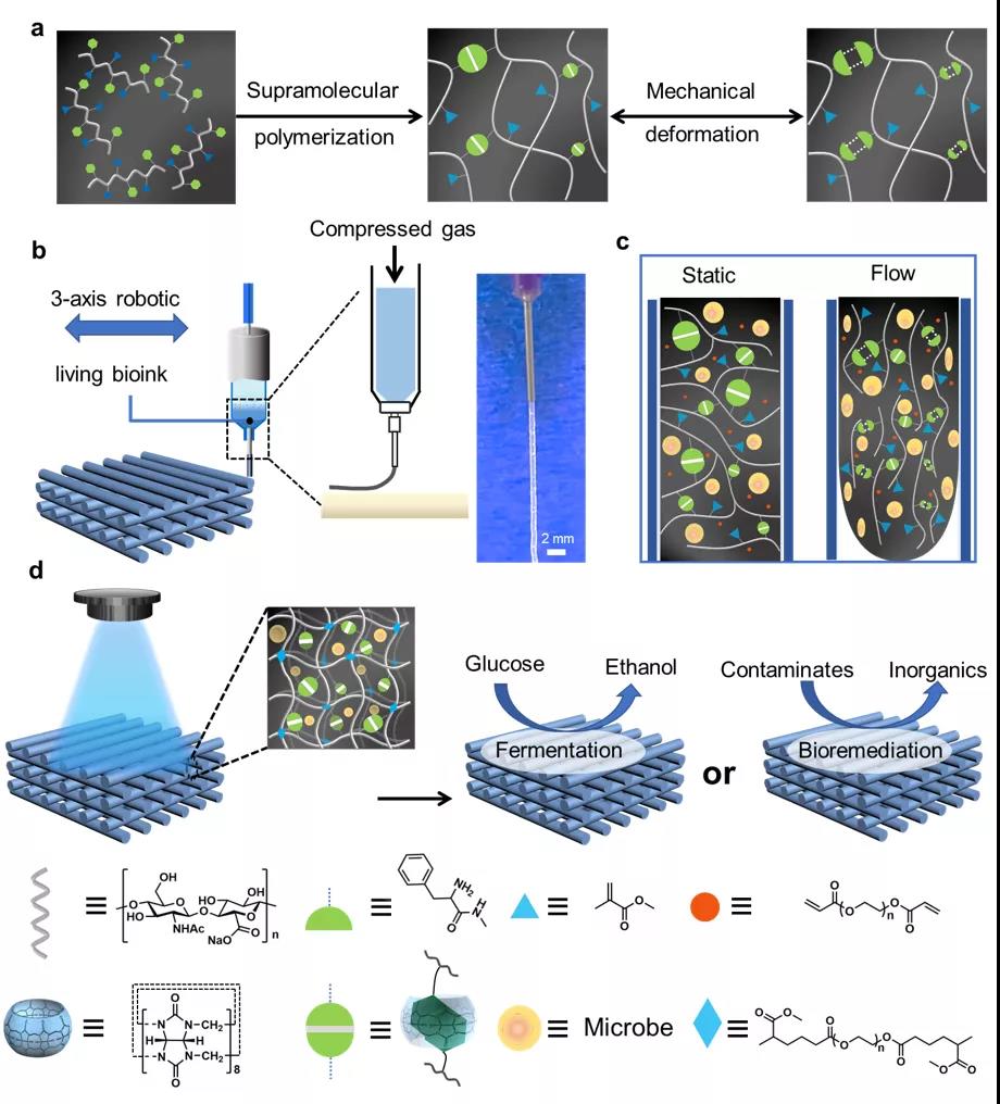 基於(yu) 功能化的透明質酸的雙交聯載體(ti) 的設計