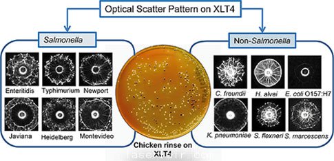 得益於(yu) 新開發的激光傳(chuan) 感器,沙門氏菌檢測變得更加簡單