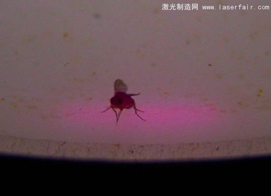 科學家成功利用激光控製果蠅思維